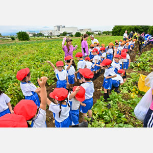 じゃがいも掘り