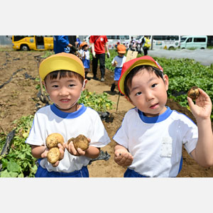 じゃがいも掘り